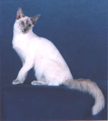 balineska.jpg