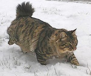 kurilský bobtail 2.jpg