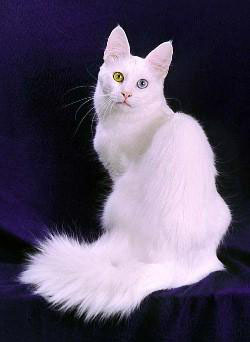 angora.jpg