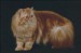 perská kočka 1